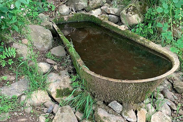 La nature ne peut être arrêtée par rien